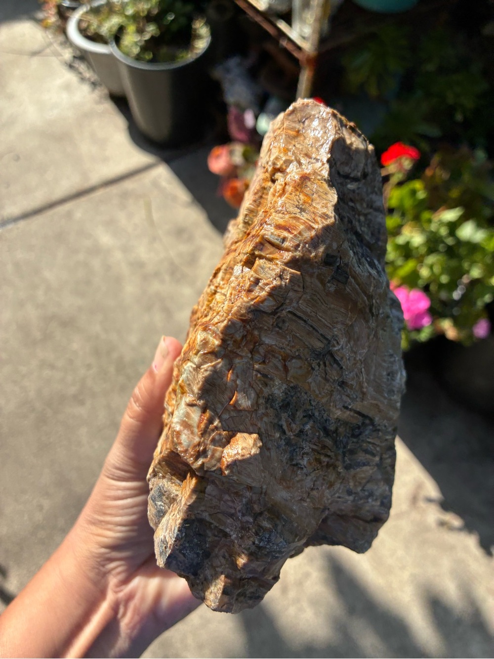 Large Rare Petrified Wood Specimen Rough 6” x7”, Over 5 Lbs - Picture 10 of 16